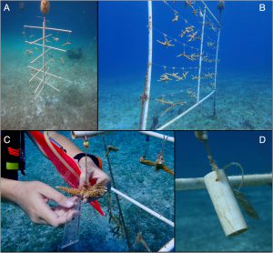 Figure 2. Digital images of nurseries and data collection in this study. Two types of nurseries were used: (A) a tree that comprised a vertical column and nine horizontal PVC branches or a (B) frame that comprised PVC in a vertical rectangle with monofilament strung horizontally. (C) Total linear extensions of coral fragments measured by divers. Accumulation of biofouling was quantified on (D) 4-cm-long piece of PVC attached to the nurseries.