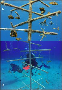 Figure 5. Accumulation of biofouling on (A) a nursery at the shallow site and (B) a nursery at the deep site after approximately 1 month.