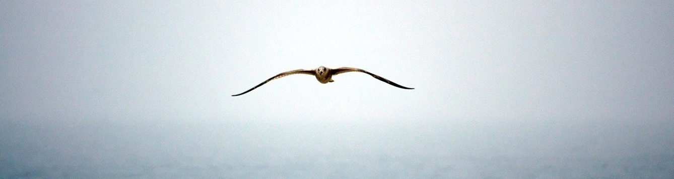 UF researcher to study how birds navigate the vast oceans without