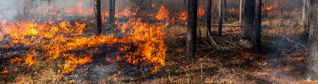 Dont Get Burned Tips For Protecting Your Home From Wildfires During