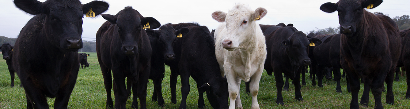 Uf Scientists Work To Develop Heat Resistant Cow Of The Future Uf Ifas News