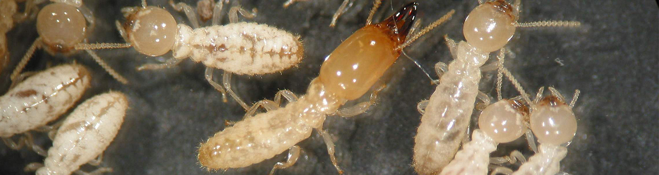 Uf Study: If Termites Eat Bait For One Day, They Die Within 90 - Uf 