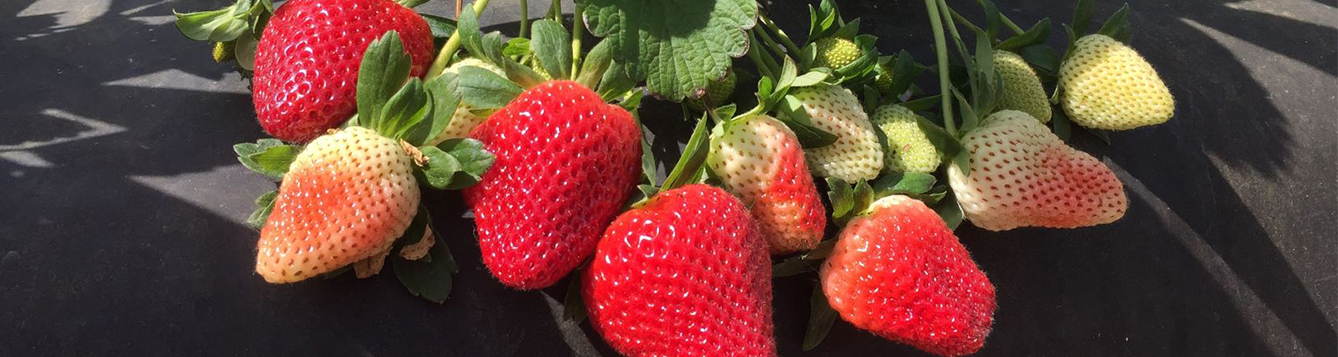 Uf Ifas Developed Florida Brilliance Shines On State S Strawberry Industry Uf Ifas News,Jamaican Beef Patty Gif