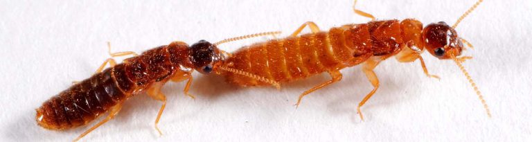 in-florida-two-invasive-termite-species-are-mating-due-to-sex-pheromone