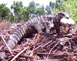 image - Argentine black and white tegu caught taking an egg from a alligator nest