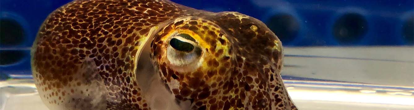 image - research - Hawaiian bobtail squid - credit Sarah McNulty