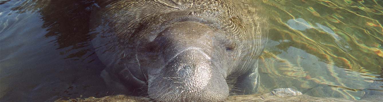 image - research - manatee surfacing at risk for mosquito-borne illness