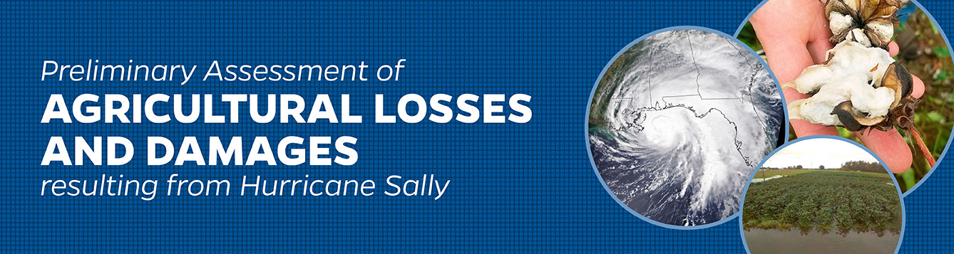 Hurricane Sally impacts preliminary