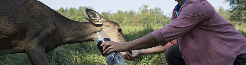 Vaccine For Virus Lethal To Deer Shows Promise Ufifas News