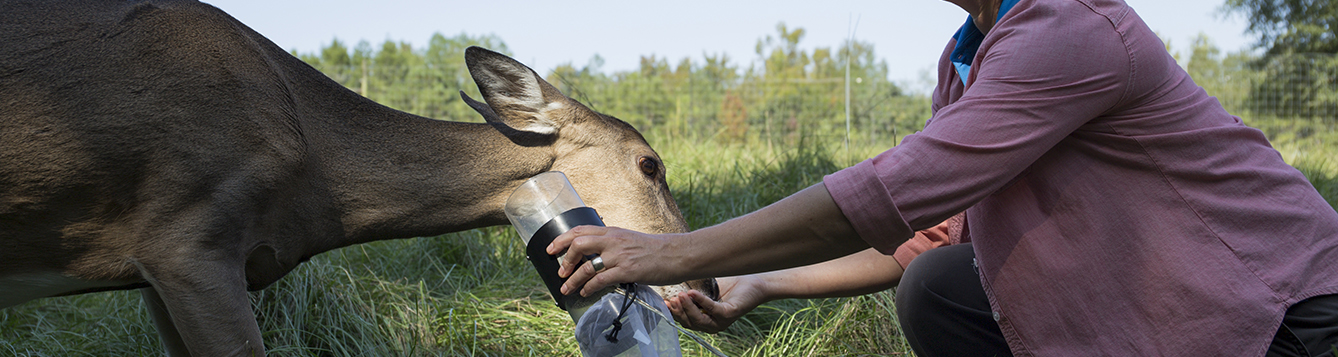 Researcher collects insect samples off of a deer.