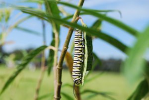 Monarch caterpillar on research plot