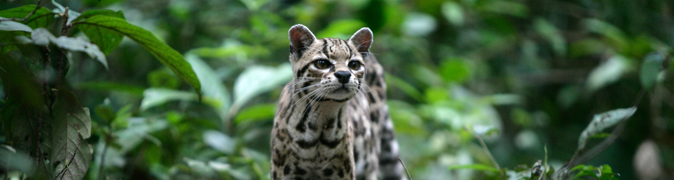 A margay in Belize. Getty Images