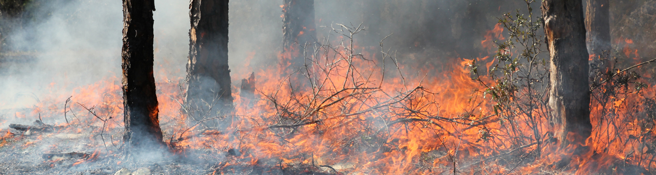 Prescribed fire at the Ordway-Swisher Biological Station