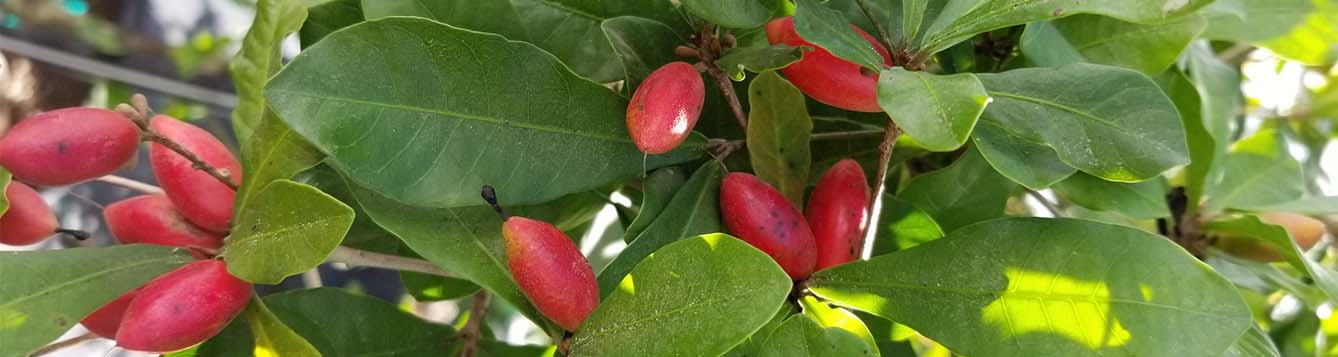 image - miracle fruit research at Tropical Research and Education Center