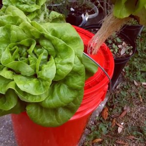 lettuce growing hydroponically in a bucket