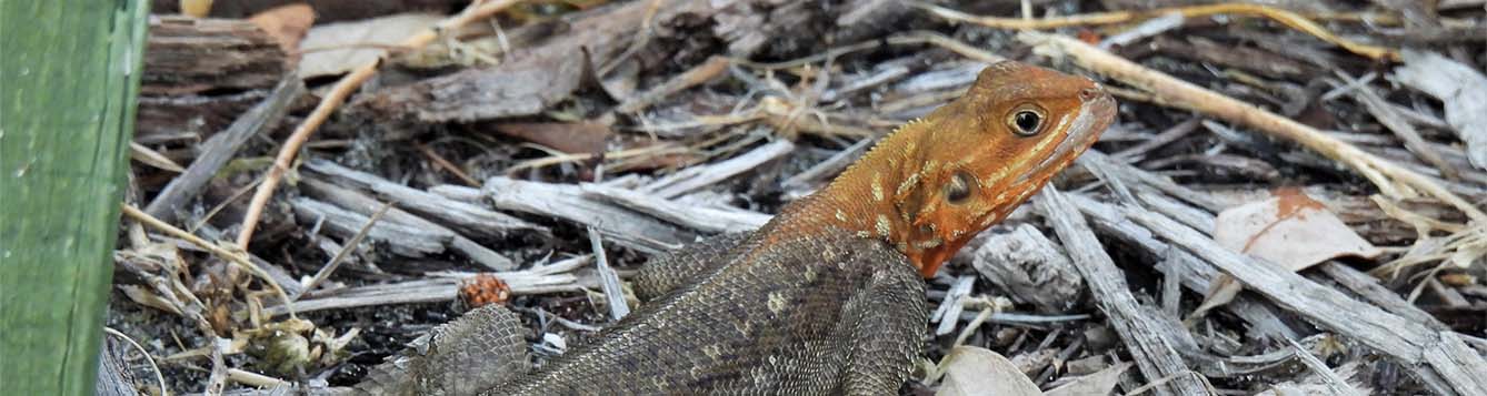 image - large lizard Peters's rock agama