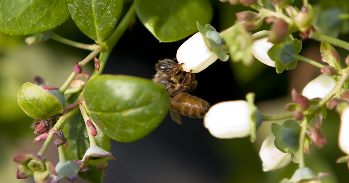 In story of blueberries and bees, scientists play matchmaker UF/IFAS News