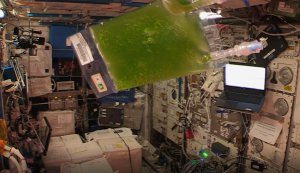 green algae floating in space