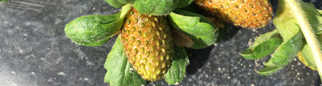 UF/IFAS findings show less need for pesticide to control strawberry pest UF/IFAS News