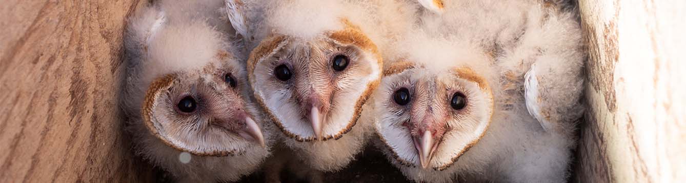 image- barn owl babies in barn owl nesting boxes at EAA