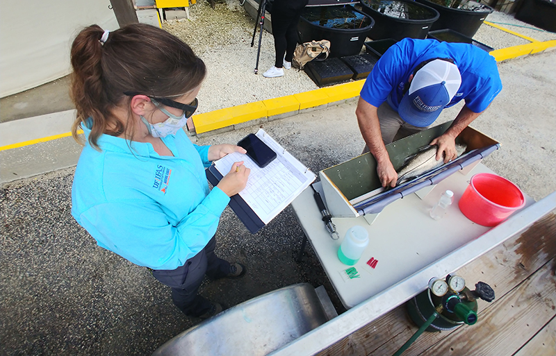 Ashley McDonald, research scientist with the UF/IFAS Nature Coast Biological Station, and Scott Alford, doctoral student in the UF/IFAS College of Agricultural and Life Sciences, measure a snook before it is tagged. 