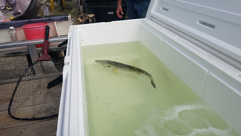A snook swims in a recovery tank after tagging. 