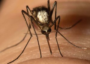 image- Aedes scapularis