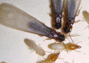 image- close up of an Asian Subterranean termite