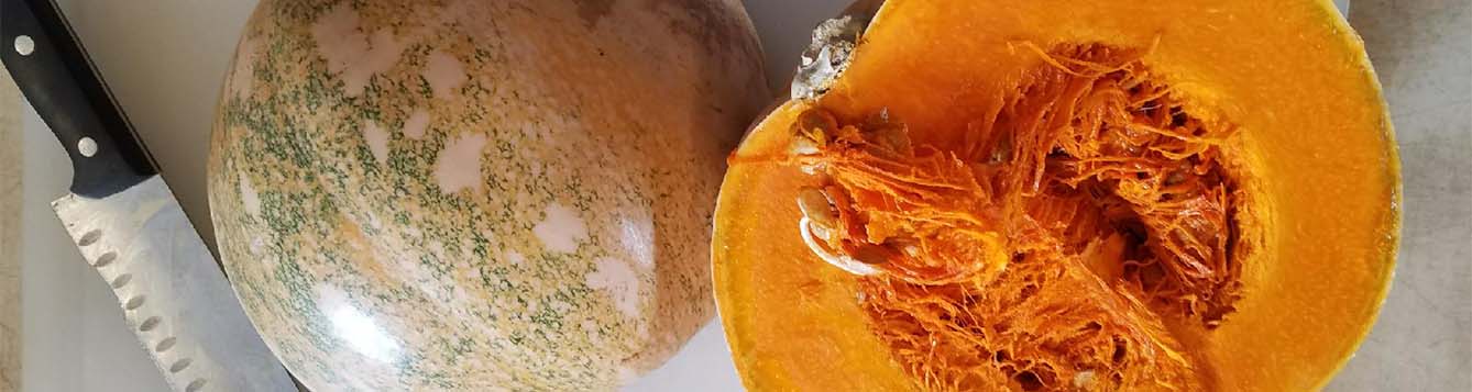 image - calabaza - cuban pumpkin from UF IFAS TREC research with Dr. Meru
