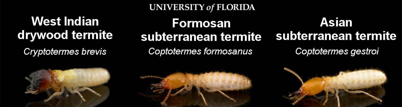image - formossan, west indian drywood and asian subterranean termites