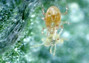 This is a photo of a predatory mite, Phytoseiulus persimilis feed on a twospotted spider mite (Tetranychus urticae)