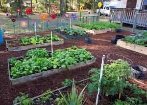 image- A school vegetable garden. Courtesy of UF IFAS Photography