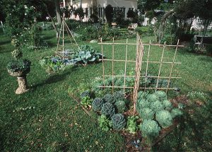 image- home vegetable garden - courtesy UF/IFAS Photography