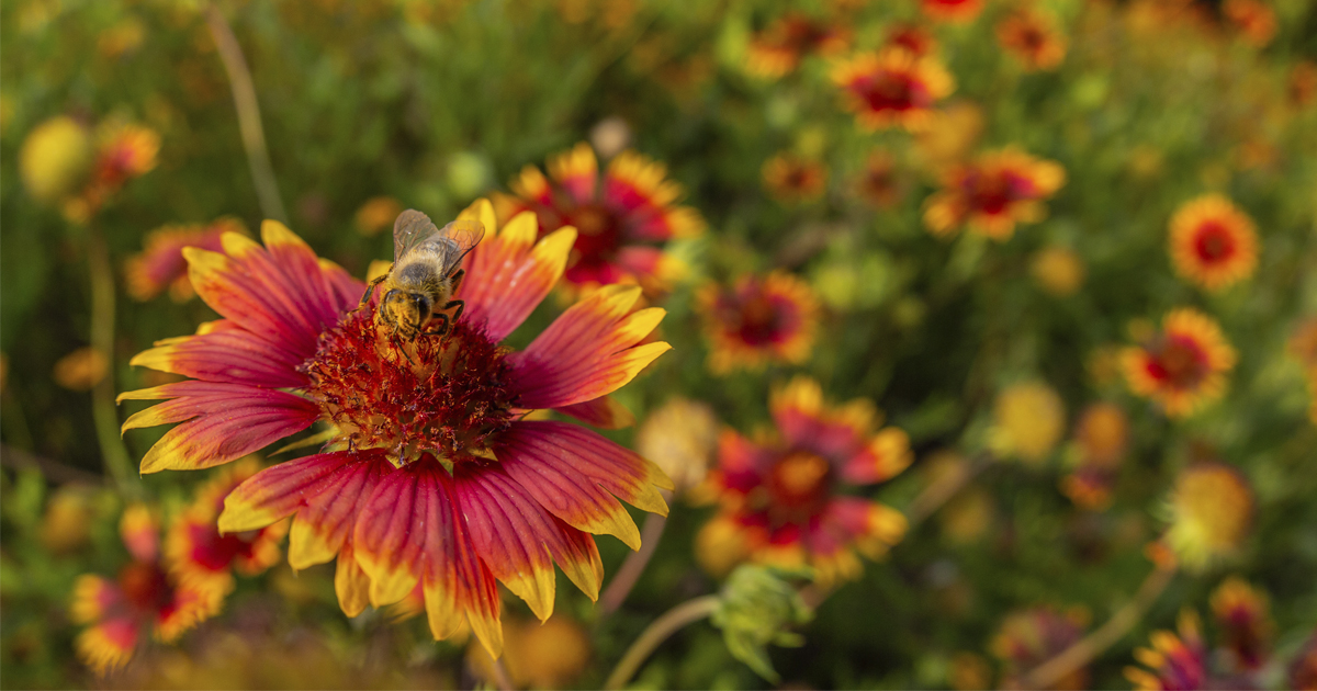 Want to help insects? Create flower ‘billboards’ in your landscape, new