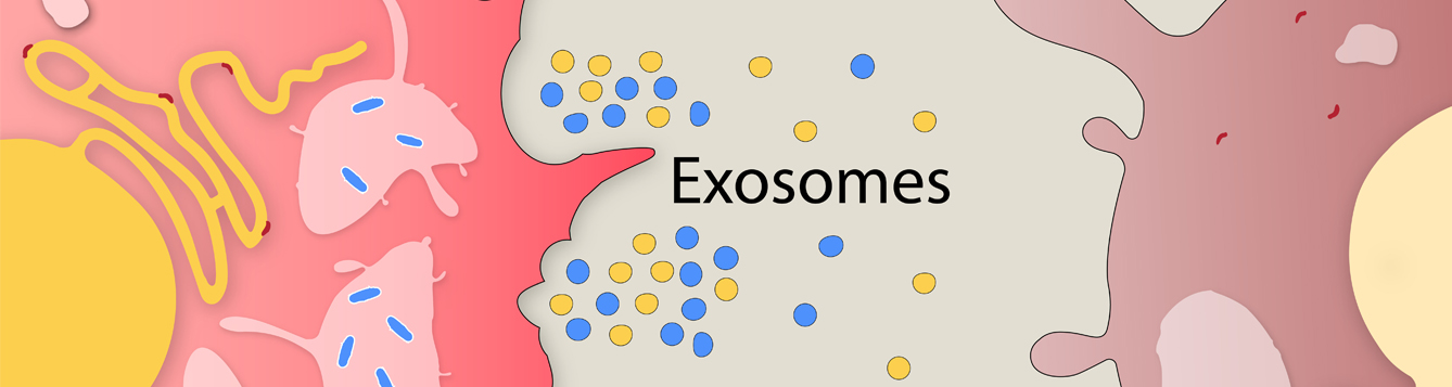 Researchers' rendering of exosomes