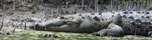 image American Crocodile adult