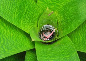 image - bromeliad tank filled with water serves as vessel for mosquito larvae to grow.