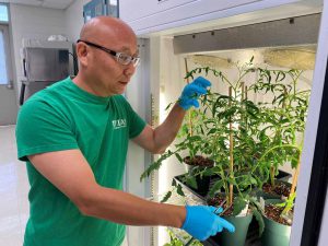 Dr. Alfred Huo inspecting tomato plant in lab