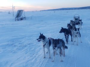 sled dogs in the arctic