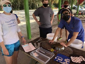 volunteers help tag horseshoe crabs
