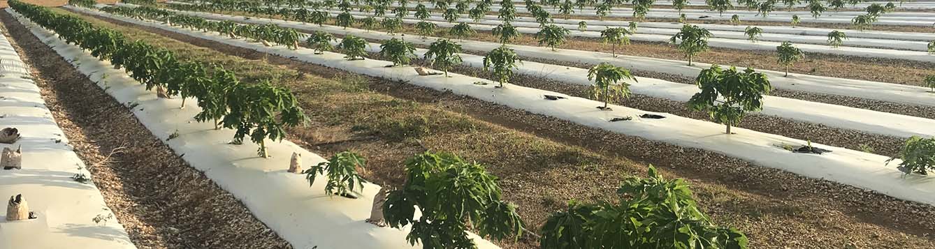 image - papaya trial field at TREC for Chambers Brewer study