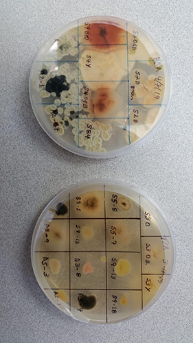 Smoke microbes on petri plate,