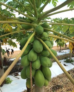 image - solo type papaya plant