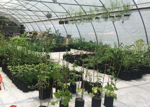 Greenhouse production at Tree Amigos in Davie, FL