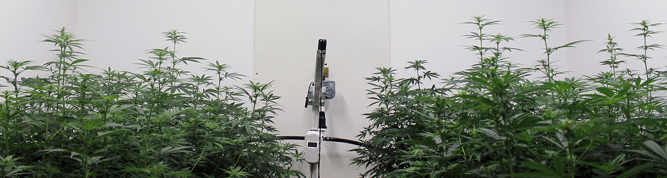 hemp plants in an indoor environment with artificial lighting for research