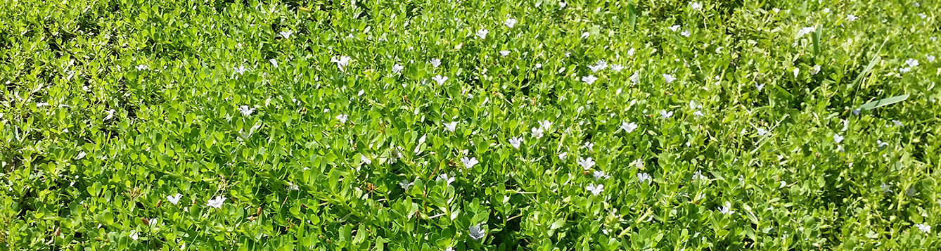 large patch of weeds with white flowers