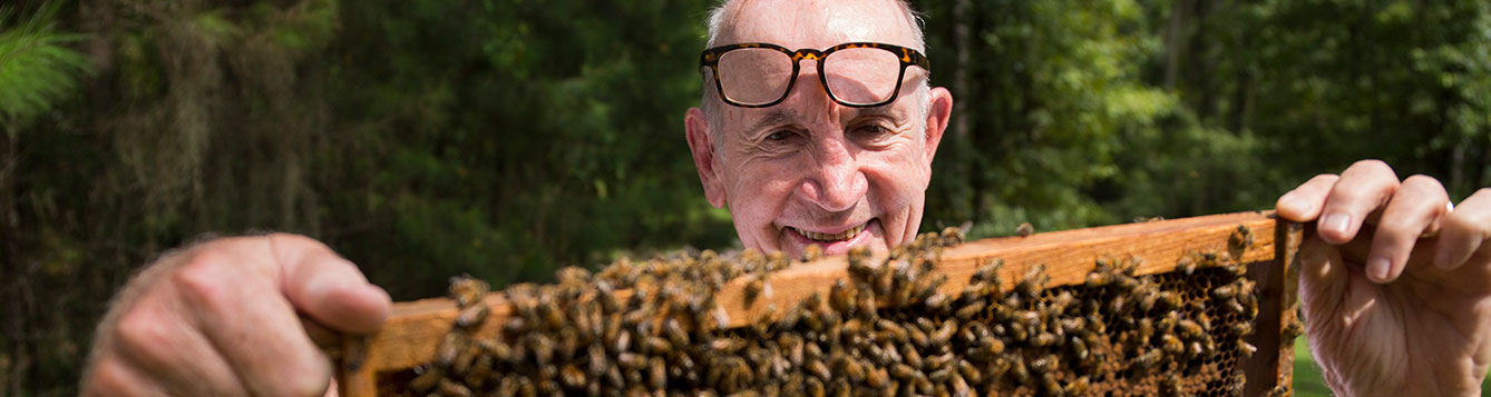 A man with glasses on his bald head inspects a bee frame