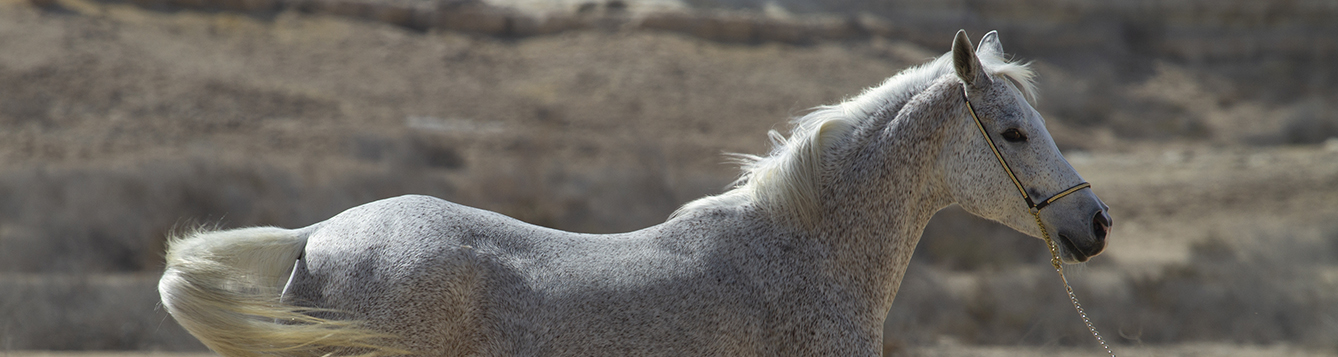 grey Arabian breed horse trotting in the desert