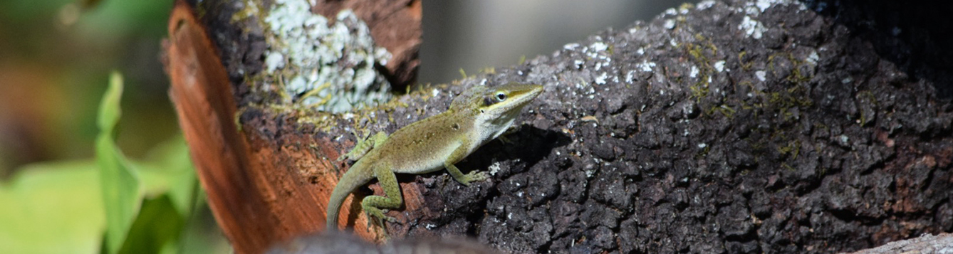 An anole on a branch