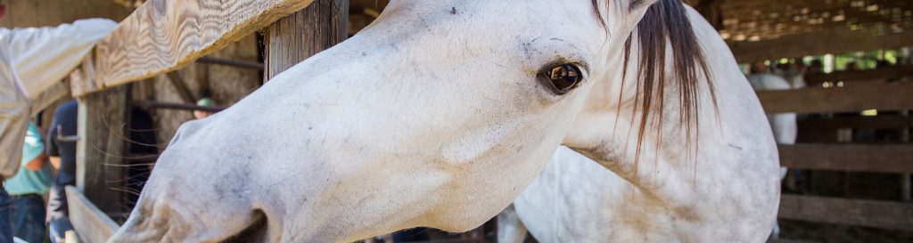 Eastern Equine Encephalitis - UF/IFAS Extension Okaloosa County